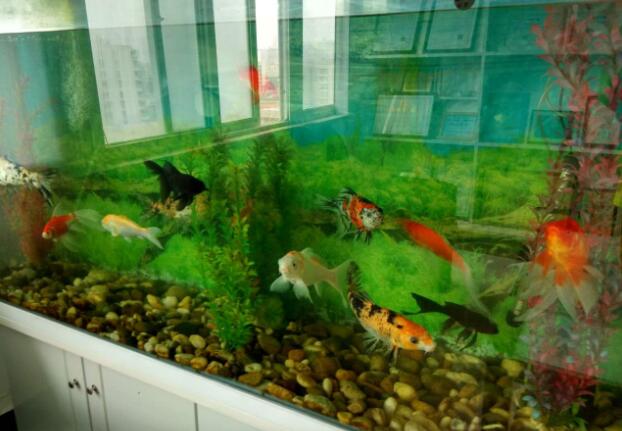 办公室养鱼161103105408