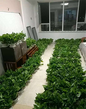 绿萝吸甲醛20170407135959